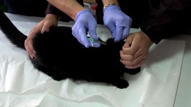 Kedi ve köpek sahibi olanlar 31 Aralık tarihine dikkat! Hayvanınıza çip taktırmak için son gün