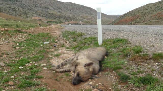 Nesli tükenmekte olan çizgili sırtlan otomobilin çarpması sonucu telef oldu
