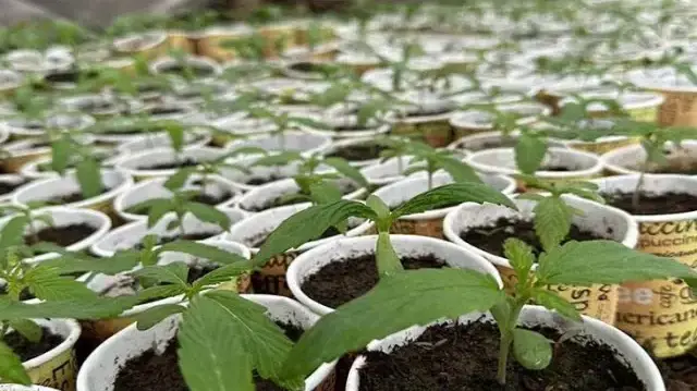 Karton bardakta uyuşturucu yetiştirdiler