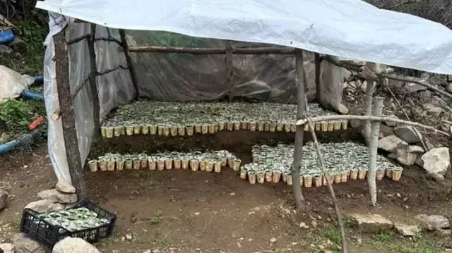 Karton bardakta uyuşturucu yetiştirdiler