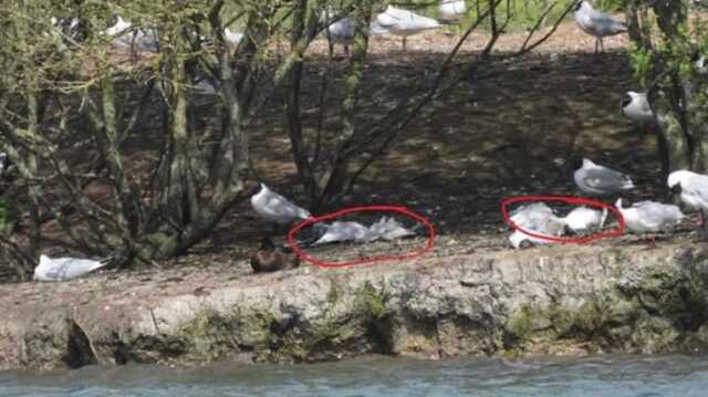 Endişe yaratan görüntü! Gökten ölü kuş yağıyor