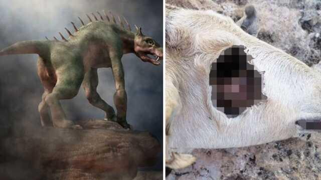 Hayvanların gözünü oyan gizemli yaratık kameraya yakalandı! Köylünün gözüne uyku girmiyor Hayvanların gözünü oyan gizemli yaratık kameraya yakalandı! Köylünün gözüne uyku girmiyor