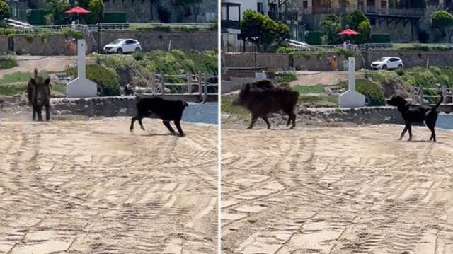 Bodrum'da Domuzlar Sahili Bastı