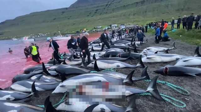 Faroe Adaları'nda gerçekleşen kanlı balina avında deniz kırmızıya büründü. Hayvan hakları savunucuları isyan etti