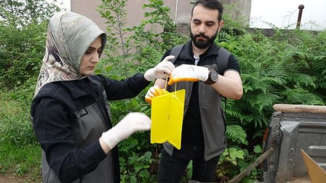 3 ilde kestane ormanlarını istila eden ''katil arı''ya karşı yeni önlem! Yapışkanlı tuzaklar devrede