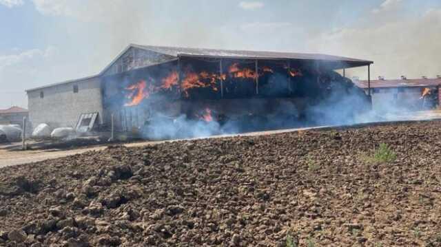 33 büyükbaş hayvan ahırda çıkan yangında diri diri yandı