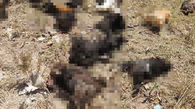 Başıboş köpekler tarafından 50 tavuk telef edildi