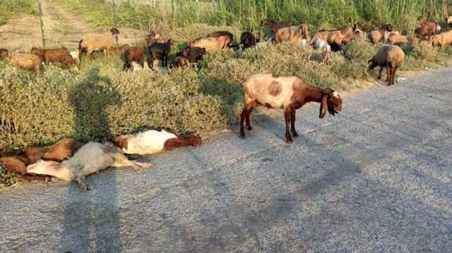 Gözü gibi baktığı hayvanları gözünün önünde tek tek can verdi