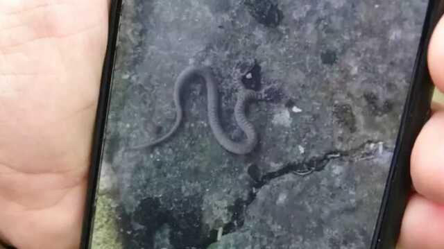 Trabzon'da çift başlı yılan görenleri hayrete düşürdü