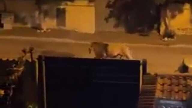 İtalya'da sirkten kaçan aslan sokaklarda gezdi
