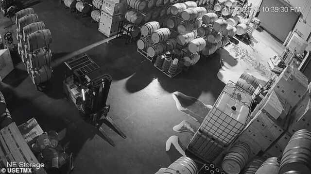 Şarap imalathanesine giren adam 600,000 dolar değerindeki şarabı yere döktü