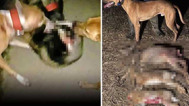 Tiktok'ta daha fazla para kazanmak için porsukları av köpeklerine parçalattı