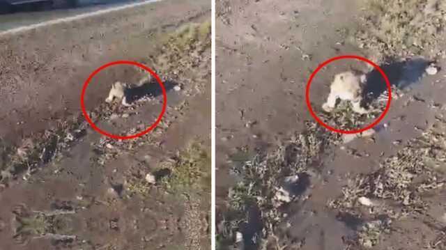 Şanlıurfa'da yol kenarında bulunan yavru aslan kurtarılamadı