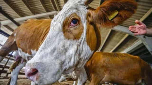 Vekaleten kurban bağışı nedir, nasıl yapılır? 2024 kurbanlık fiyatları ne kadar?