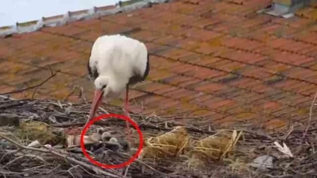 Yaren ve Nazlı leyleklerin yavrularını koruma anları kameralara yansıdı