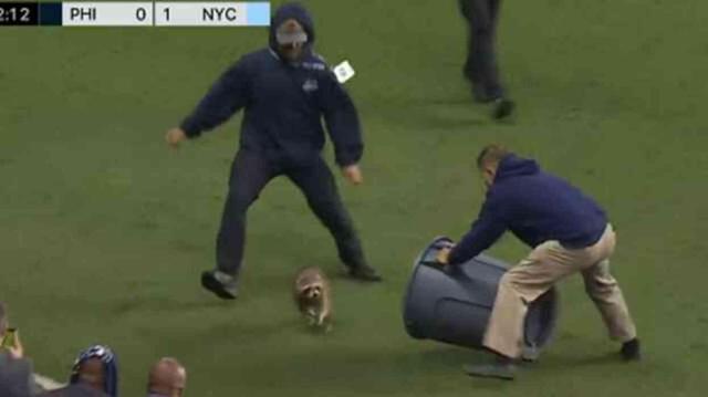 Böylesi daha önce görülmedi! Philadelphia Union ve New York City maçına davetsiz misafir