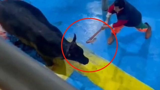 Amasya'da büyükbaş hayvana balta ve bıçakla eziyet eden 5 kişi tutuklandı
