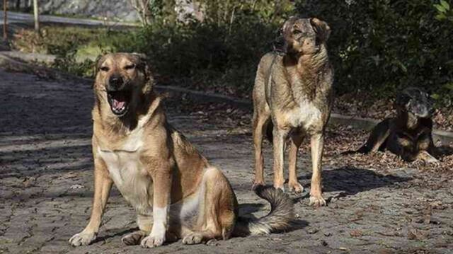 Sokak köpekleriyle ilgili düzenleme Meclis'e geliyor