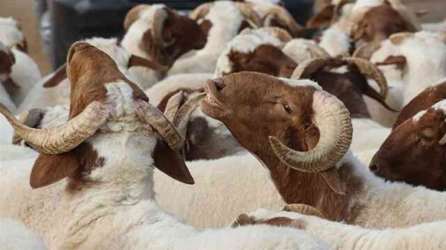Kurban Bayramı tatiline 20-21 Haziran eklenecek mi? Bayram tatili kaç gün olacak?