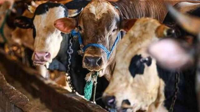 BAYRAM HANGİ GÜN? Kurban Bayramı hangi güne denk geliyor? Arefe Günü ne zaman?