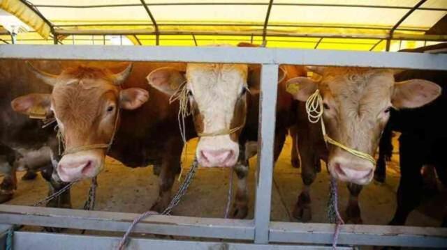 Kurban kesilirken okunacak dua nedir? Kurban kesilirken niyet nasıl edilir, hangi salavat getirilir?