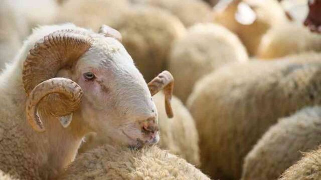 Kurban saat kaça kadar kesilir, akşam ezanından sonra kurban kesilir mi? Kurban hangi saatten sonra kesilmez?