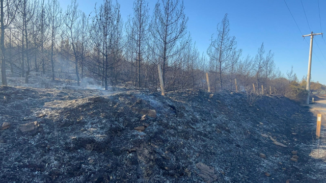 İzmir'de orman yangını 2'nci günde kontrol altına alındı