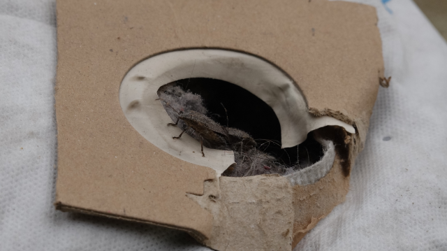 Kahverengi kokarca evleri istila etti! Uzmanlar üstüne basa basa uyardı