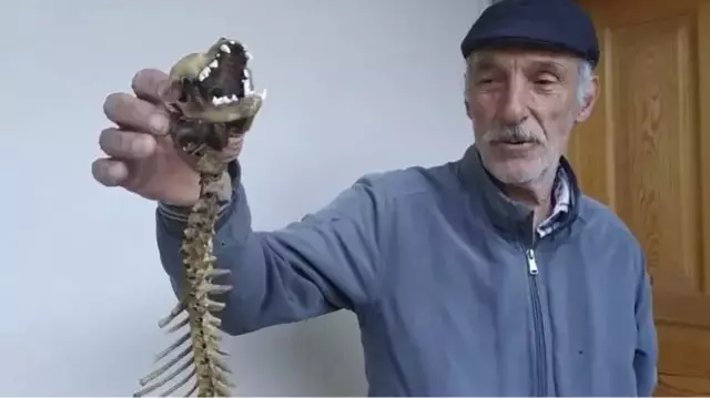 Köylü ahırında buldu, gözlerine inanamadı! 55 santim boyunda, yırtıcı dişlere sahip