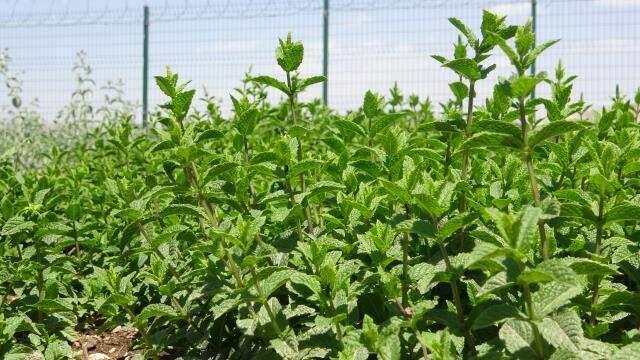 Otlu peynirde kullanılan bitkiler yok olma riski altında