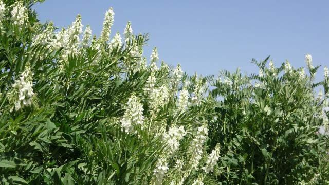 Otlu peynirde kullanılan bitkiler yok olma riski altında