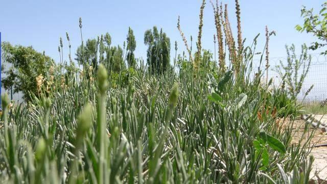 Otlu peynirde kullanılan bitkiler yok olma riski altında