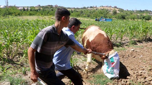 6 kişi ağırdan çıkaramadı! Otomobil fiyatına satılan tonluk kurbanlıklar görücüye çıktı