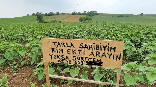 Kendisinden habersiz tarlasına başkası ekim yapınca, bu tabelayı astı: Kim ekti, arayın yoksa süreceğim