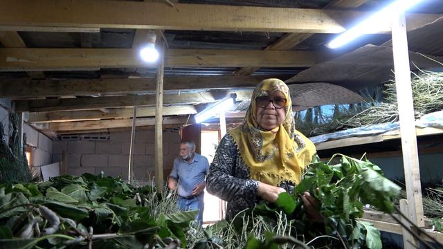 Büyükşehirden taşınıp evlerinin bahçesinde ipekböceği yetiştirmeye başladılar