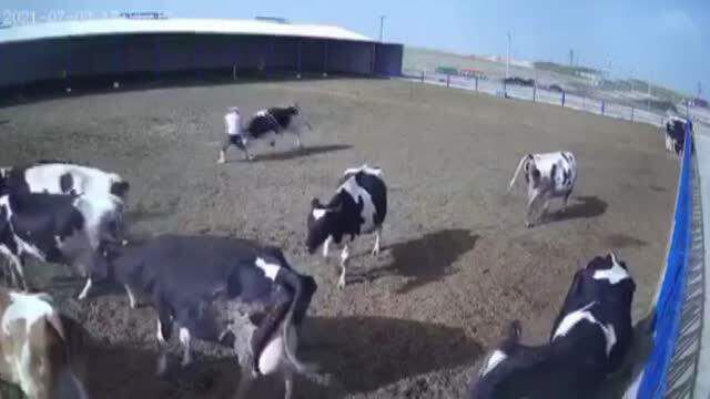 Boğa saldırısı kameralarda! Boynuzlarını bir anda çobanın karnına geçirdi