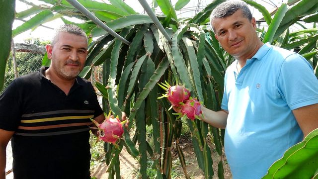 Babası için yetiştirmeye başladığı ejder meyvesinin tanesini 90 liradan satıyor