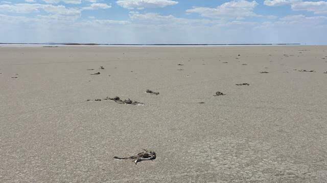 Binlerce flamingo yavrusunun öldüğü Tuz Gölü için Valilik harekete geçti