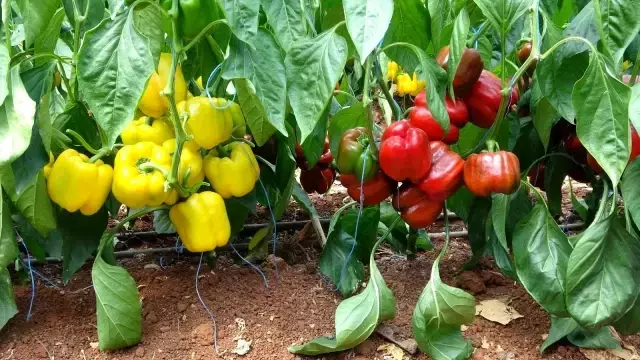 Mersin'de deneme amacıyla ekilen paprika biberinin kilosu 13 liradan satılıyor