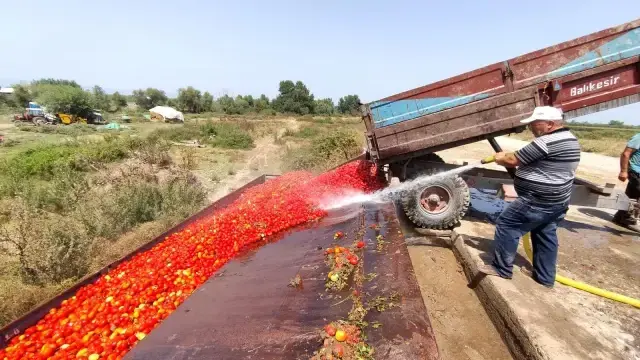 Domates fiyatları tarlada 50 kuruş, markette 5 lira! Üretici isyanda