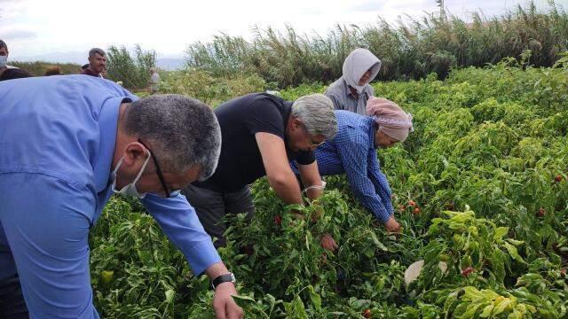 Hem lif deposu hem kilo verdiriyor! Meşhur Samandağ biberinin hasadı yapıldı