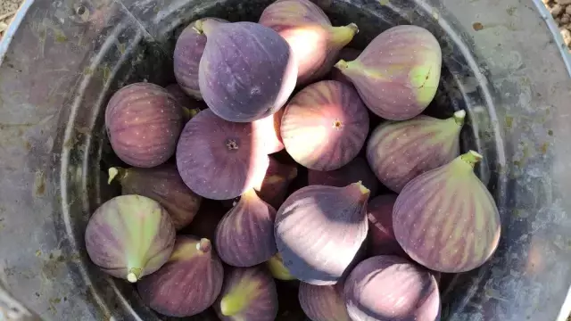 Dünyaca ünlü siyah incirin fiyatı 30 liradan 14 liraya düşünce çiftçi isyan etti