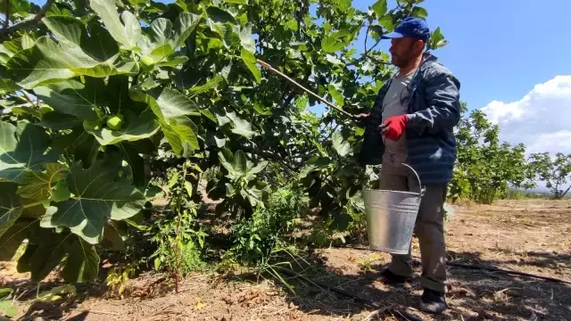 Dünyaca ünlü siyah incirin fiyatı 30 liradan 14 liraya düşünce çiftçi isyan etti