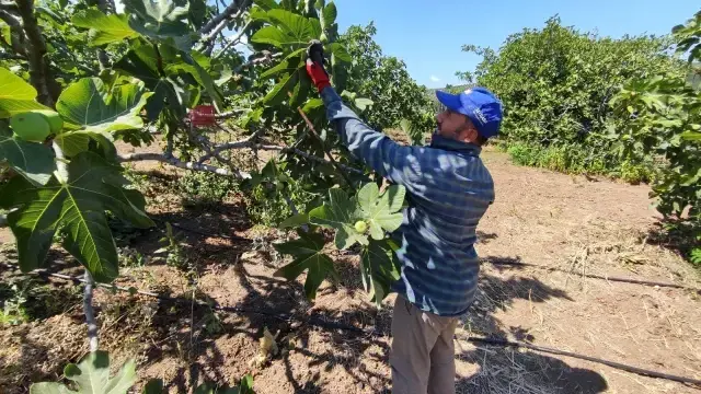 Dünyaca ünlü siyah incirin fiyatı 30 liradan 14 liraya düşünce çiftçi isyan etti