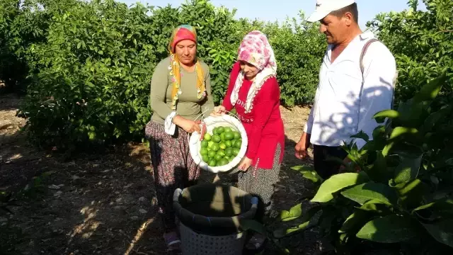 Sezonun ilk limonu dalında 3 liradan satılıyor