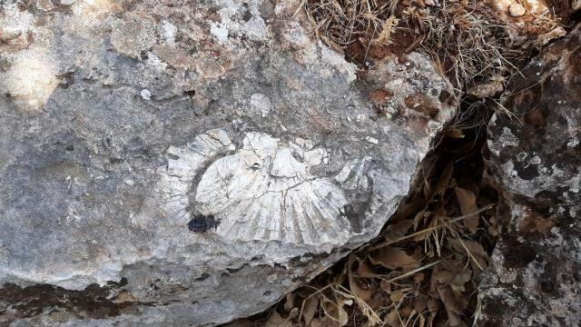 Adıyaman'da kaya parçası üzerinde en az 65 milyon yıllık deniz canlısı bulundu