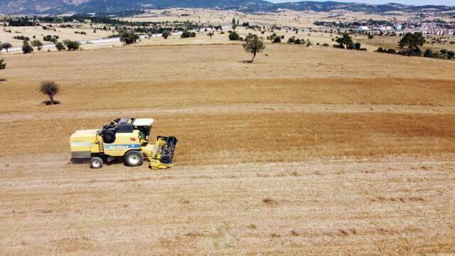 Atıl araziler çörek otu tarlasına dönüştü, çiftçinin yüzü güldü! Uşaklı üreticiler bu yıl 33 milyon lira kazanacak