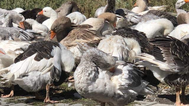 Kış sofralarının vazgeçilmezi! Kars'ta kaz fiyatları 300 liraya kadar çıkınca vatandaş alternatife yöneldi