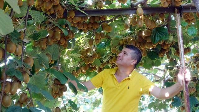 'Bu bölgede kivi yetişmez boşuna uğraşma' dediler ama o pes etmedi! Şimdi dünyaya ihraç ediyor