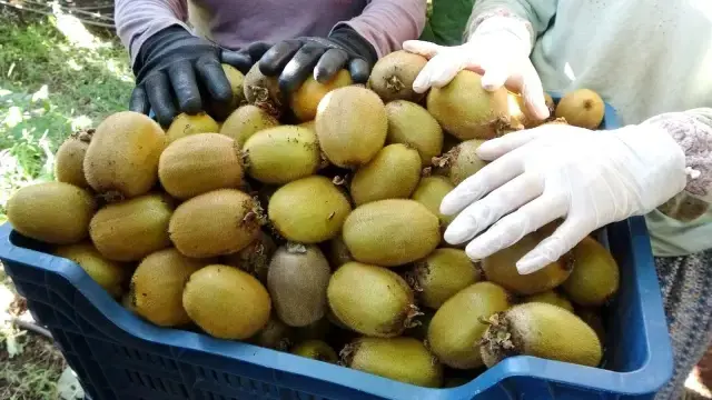 'Burada kivi yetişmez' diyenlere aldırmadı, şimdi Ukrayna'ya ihraç ediyor